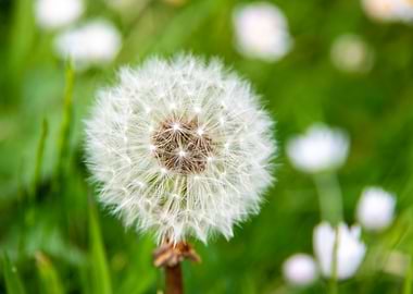 Dandelion in summer