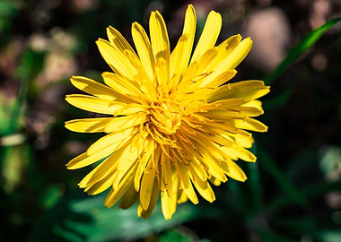 Dandelion in summer