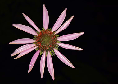 Purple Coneflower