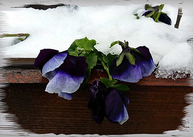 Pansy under snow