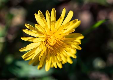 Dandelion in summer