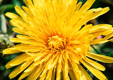 Dandelion in summer