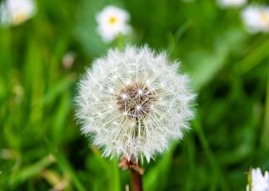 Dandelion in summer