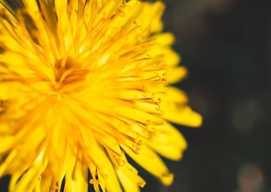 Dandelion in summer