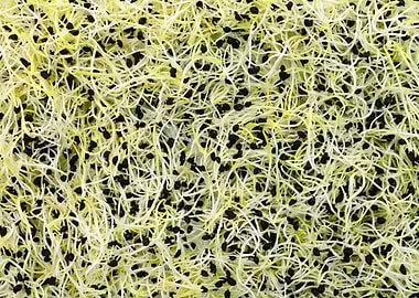 red onion germs texture