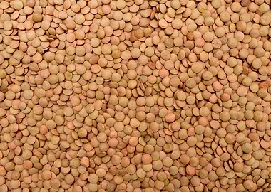 lentil seeds texture