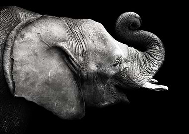 Elephant Cabarceno 1