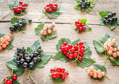 Fresh currant on leaves