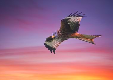 Red Kite