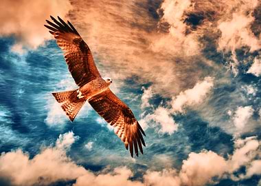 Red Kite