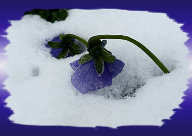 Purple pansy on the snow