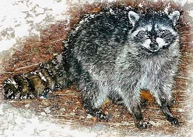 Raccoon