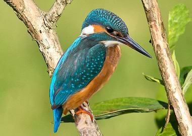 Common Kingfisher