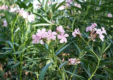 Beautiful Fresh Flower