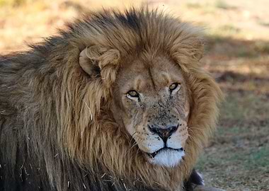 Lion Male 2111
