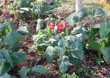 Beautiful Fresh Flower