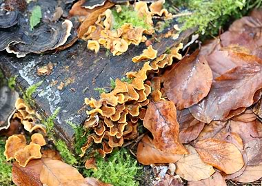 Trippy mushrooms on tree