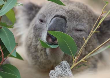 Koala
