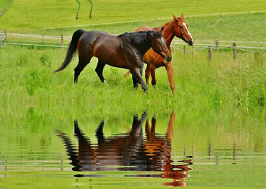 Two Brown Horses on Grass