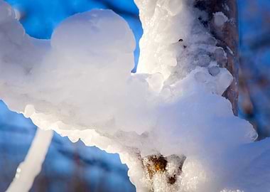 Closeup View Of Icy Tree