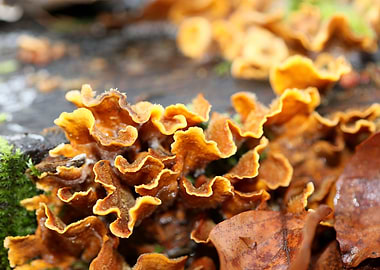 Trippy mushrooms on tree