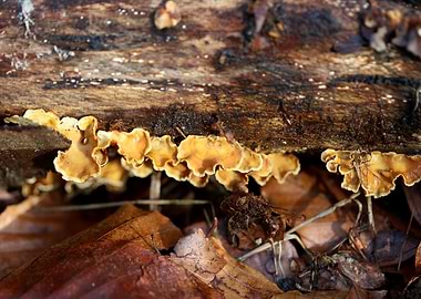 Trippy mushrooms on tree