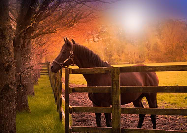 Brown Horse in Stable