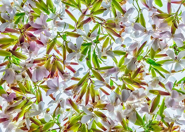 Flowers and Herbs nr 01