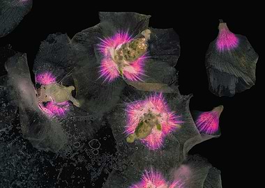 Flowers and herbs 05