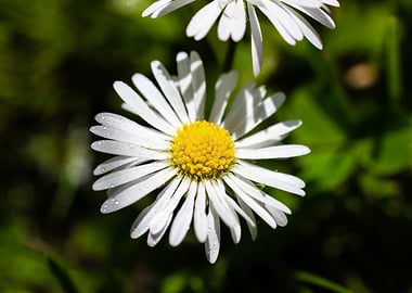 Daisy in summer