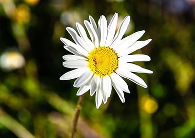 Daisy in summer