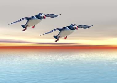 Puffins of the Atlantic