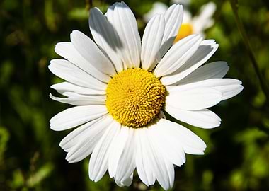Daisy in summer