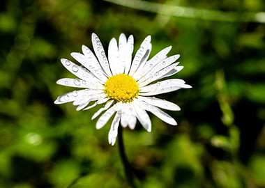 Daisy in summer