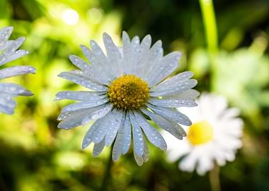 Daisy in summer
