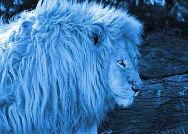 WhiteLion Male classicblue