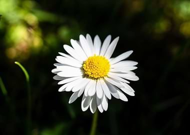 Daisy in summer
