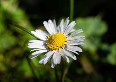 Daisy in summer