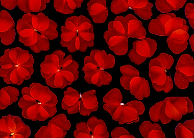 Flowers and herbs 09