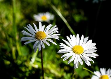Daisy in summer