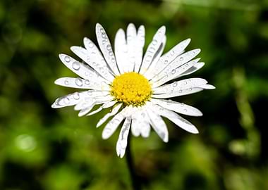 Daisy in summer