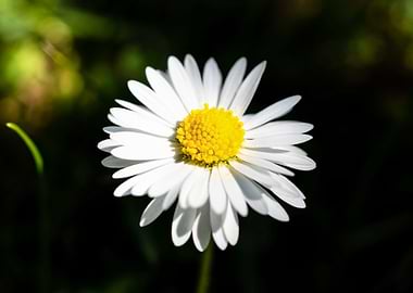 Daisy in summer