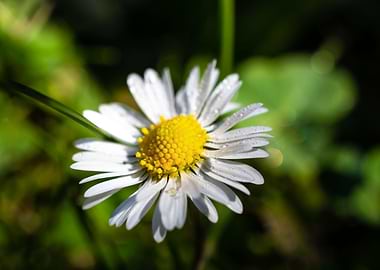 Daisy in summer