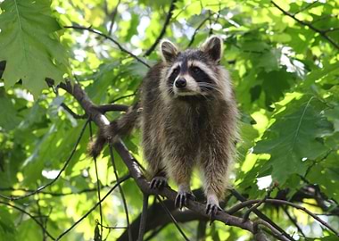 Cute raccon