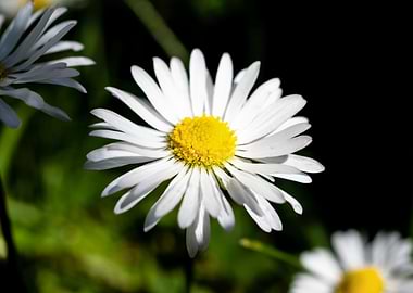 Daisy in summer