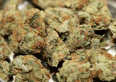 Strawberry Super Haze