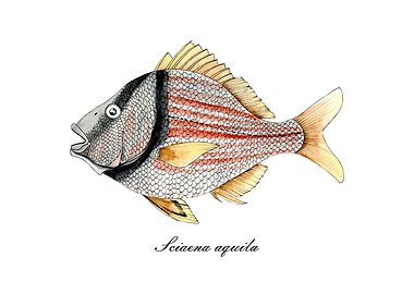 Sciaena aquila Fish