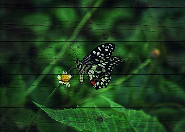 Butterfly Art
