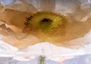 Island poppy in ice 2