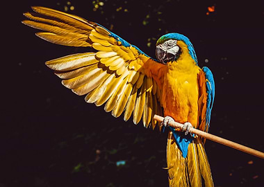 Yellow and blue parrot